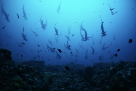 2021.09.17の神子元島　クローズ前に！