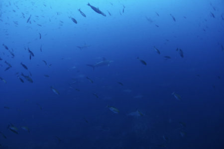 2021.09.20の神子元島　神子元島マジック！