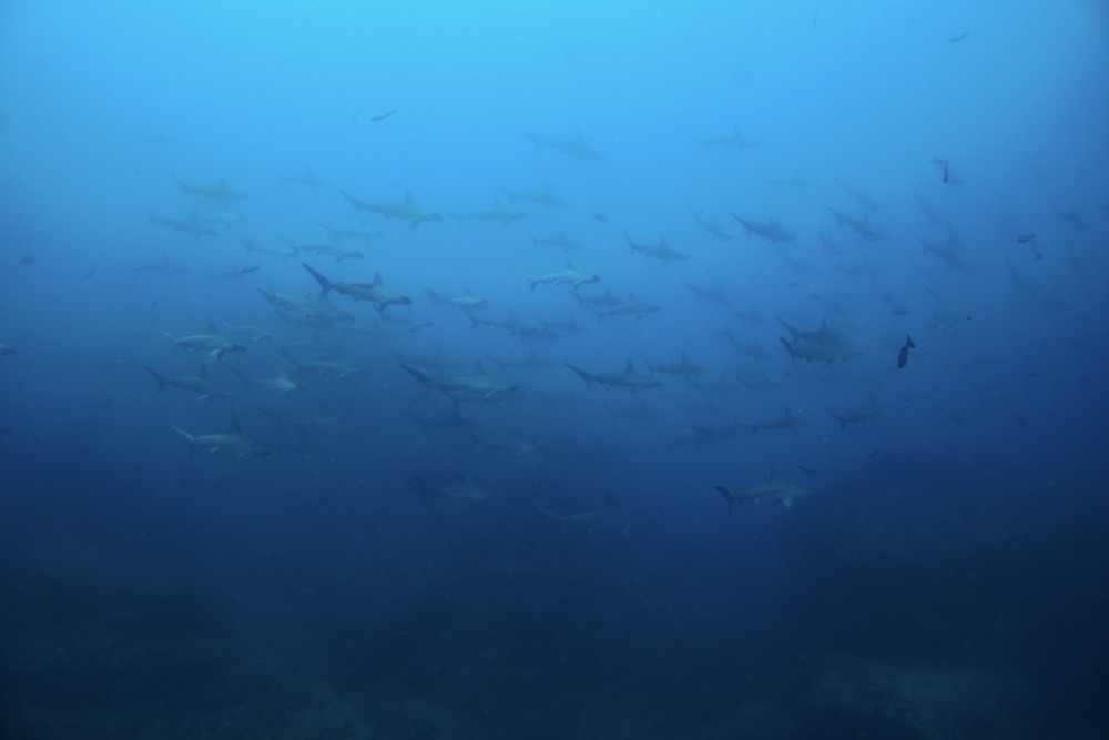 2022.05.22の神子元島　水温アップ！