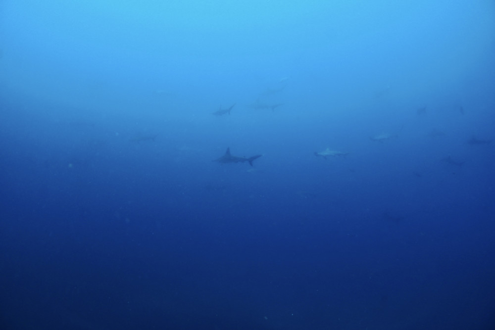 2022.06.04の神子元島 ワラサ、オオニベ、カンパチ!