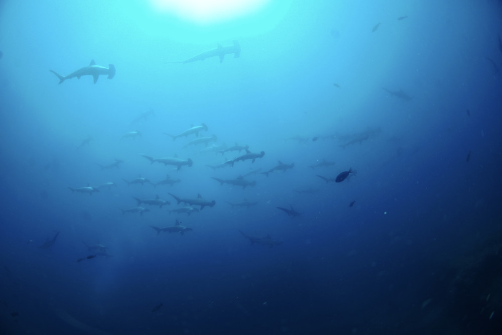 2022.06.29の神子元島　日替わり神子元