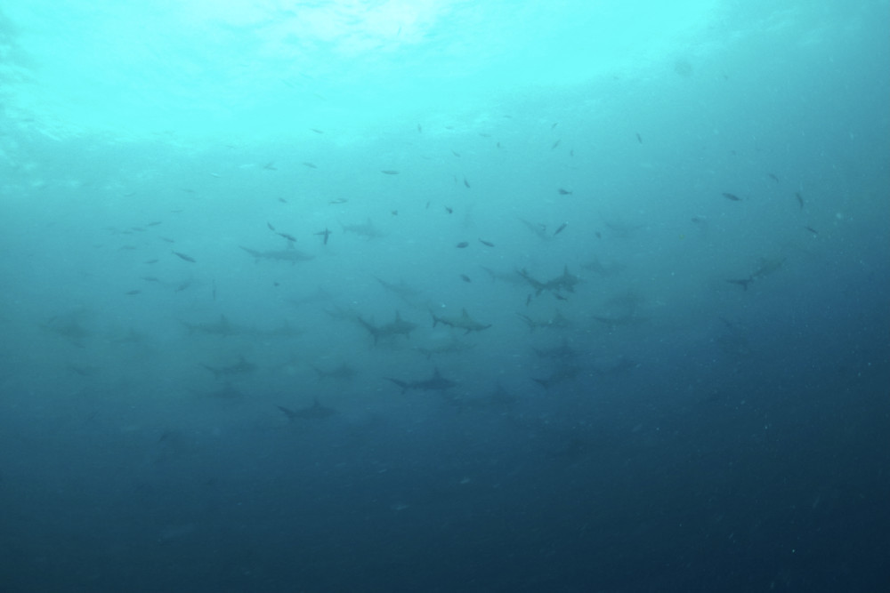 2022.08.21の神子元島　今日も4航海日和！