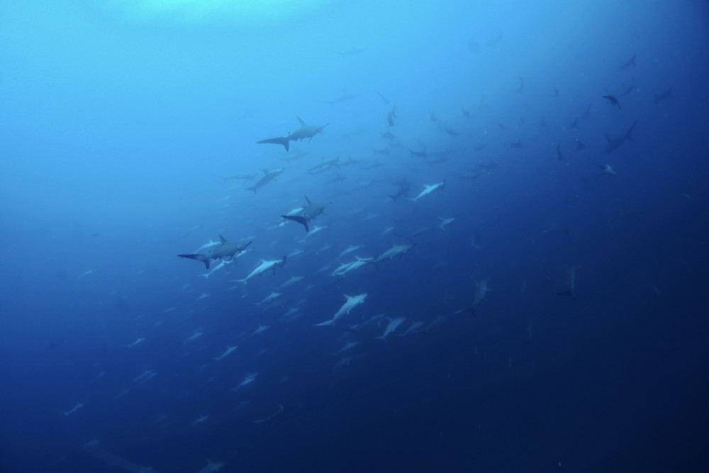 2022.08.24の神子元島　続・凪の青い海！4航海！