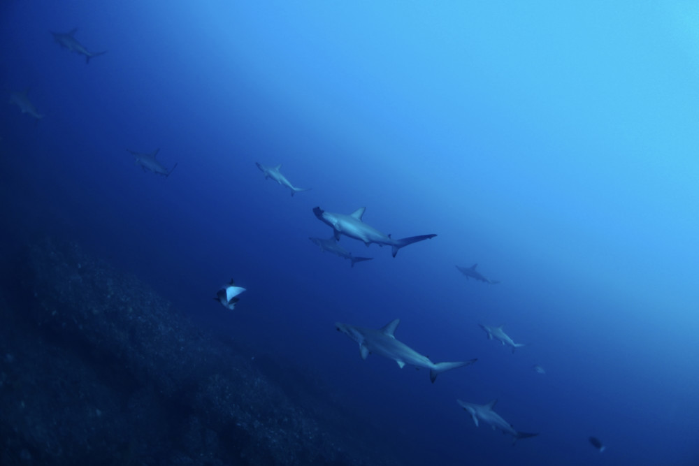 2022.11.02の神子元島 クローズ明け&4航海!