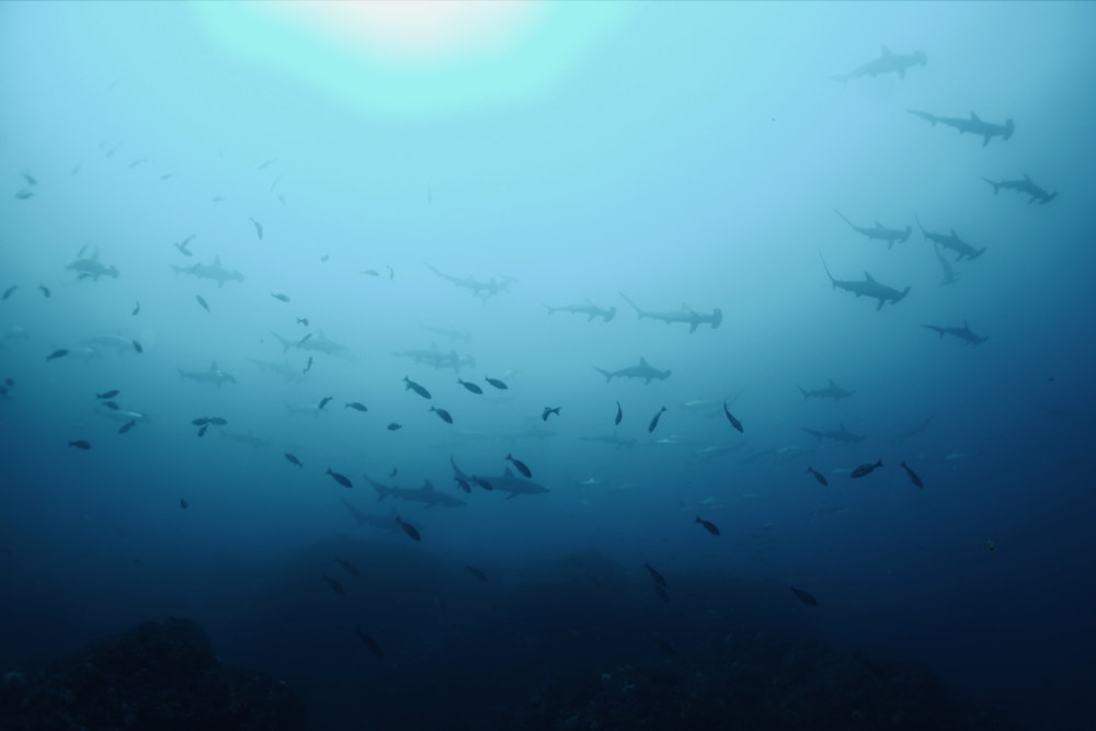 2023.3.29の神子元島　吹き荒れろ！ハンマーの嵐♪