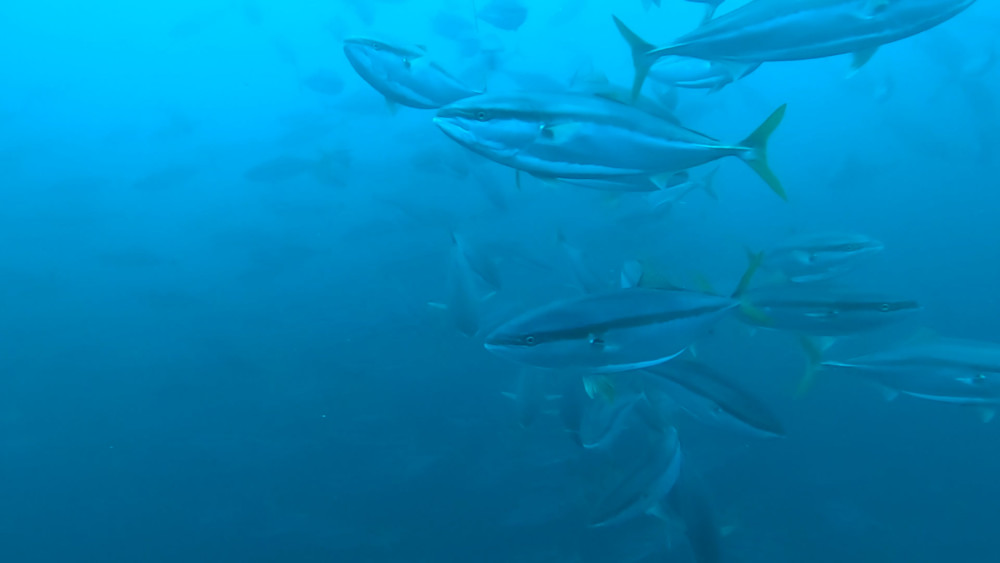 2023.4.9の神子元島 今日もなお、お魚天国健在♪