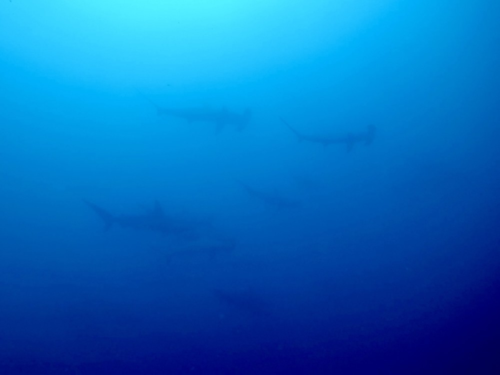 2023.06.21の神子元島　  半歩ずつ前進…。