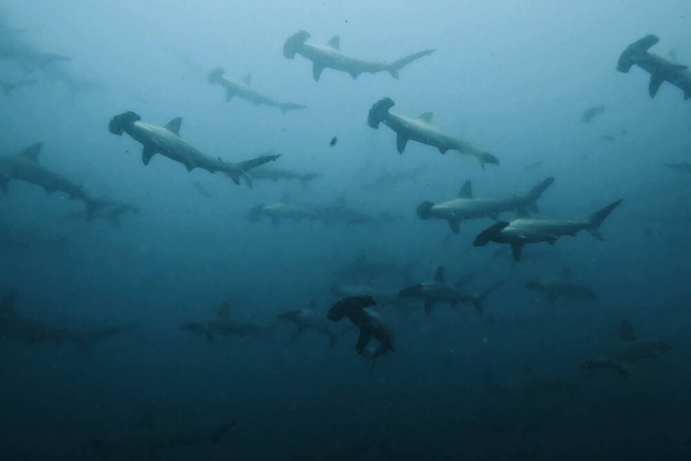 2023.07.15の神子元島 2023年、Aポンイト開幕宣言!