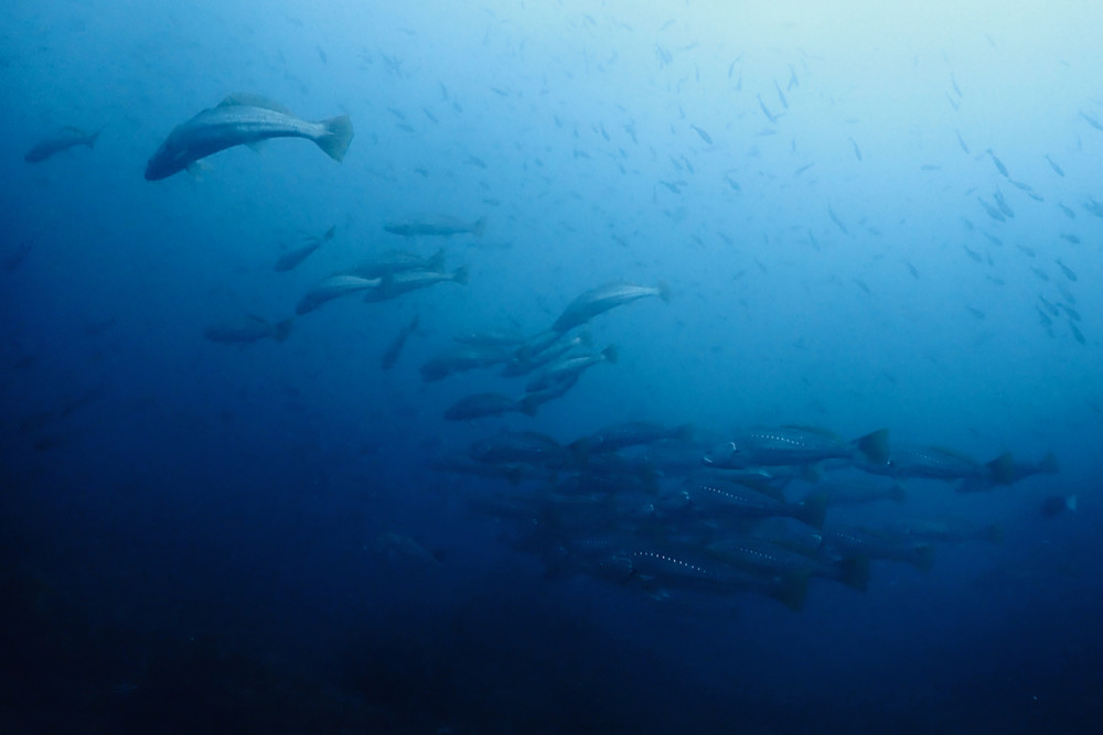 2023.07.03の神子元島 耳をすませば♪
