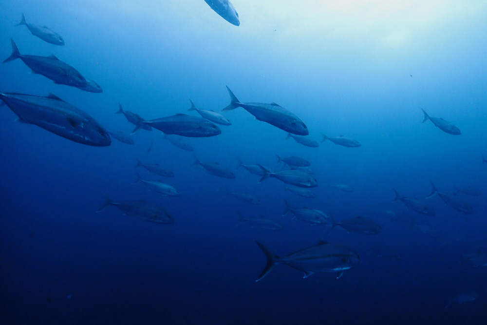 2023.07.04の神子元島　青い層が拡大中！