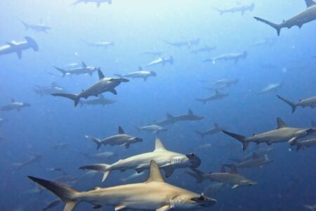 2023.08.29の神子元島　ハンマー巣窟化計画進行中！