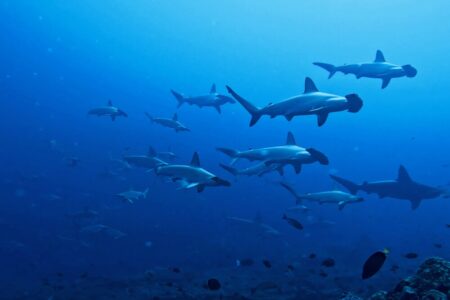 2023.08.30の神子元島　天気も海も変化に富んだ1日♪