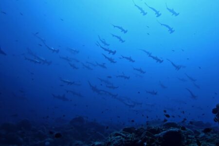 2023.08.31の神子元島　スーパーブルームーン！