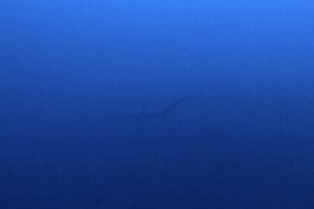 2023.08.27の神子元島　今日はニタリ！