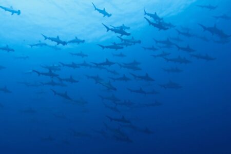 2023.08.28の神子元島　大人の夏休み IN 神子元