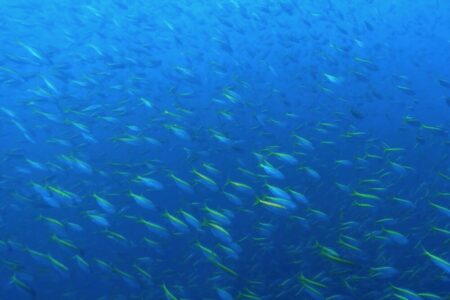 2023.09.22の神子元島　驚愕！タカベウォール！！