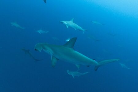 2023.09.23の神子元島　秋分の日、青い潮到来！