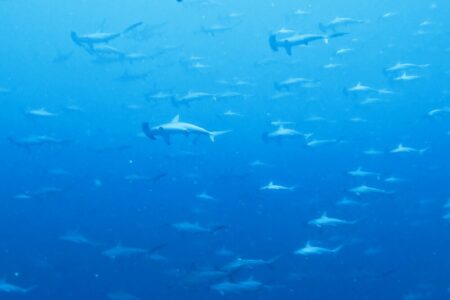 2023.09.28の神子元島　神子元ナデシコ七変化♪