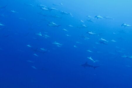 2023.09.27の神子元島　今日も群青でした！