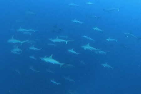 2023.09.30の神子元島　青い海は何処へ？
