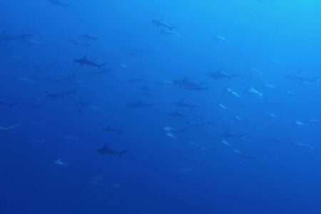 2023.09.26の神子元島　欠航明け、群青でした！