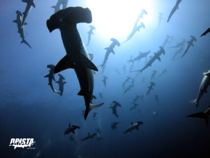 2023.09.01の神子元島　9月初日、4航海満船スタート♪