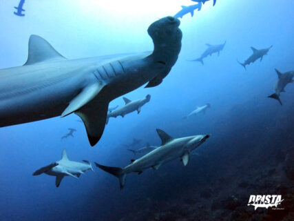 2023.09.02の神子元島　台風前の大勝利！！