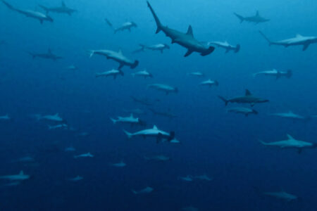 2023.10.31の神子元島　豪雨の中の大勝利♪
