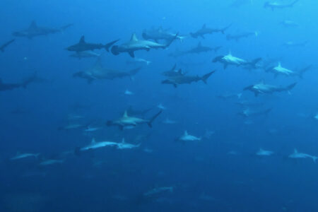2023.10.12の神子元島　空も海も青、ハンマー群れ！