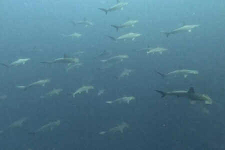 2023.10.03の神子元島　欠航明け、またもや群青！