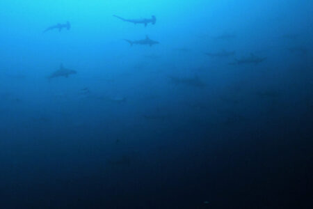 2023.10.11の神子元島　どうしたものかな？