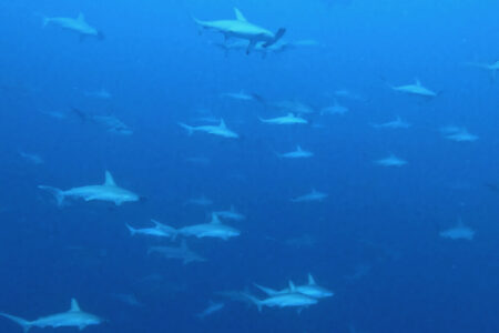 2023.10.10の神子元島　欠航明け、青&ハンマー沢山！