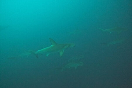 2023.10.07の神子元島　欠航明け、群青じゃなかった！