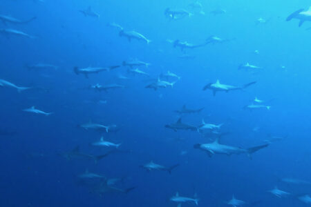 2023.11.02の神子元島　秋祭り＆ハンマー祭り♪