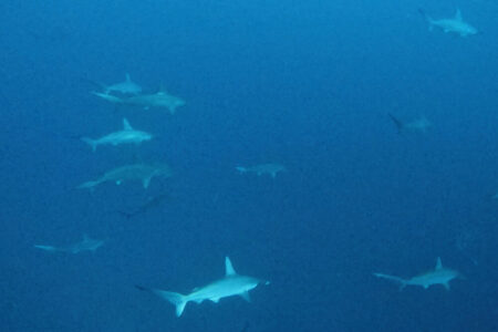 2023.11.03の神子元島　三連休初日、水温⤵️⤵️⤵️