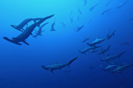 2023.11.01の神子元島　11月、極上の幕開け！