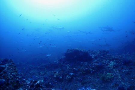 2023.11.04の神子元島　三連休中日、水温⤴️⤴️⤴️