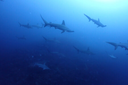 2023.11.09の神子元島　サメの肉体美に惚れ惚れ❤️