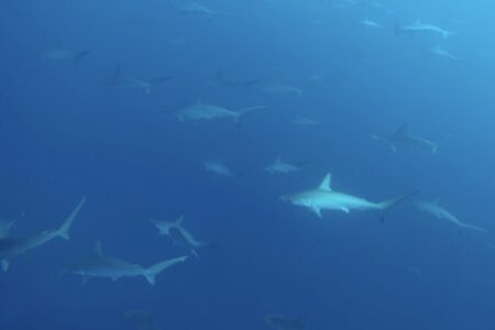 2023.11.08の神子元島　欠航明けも上々！