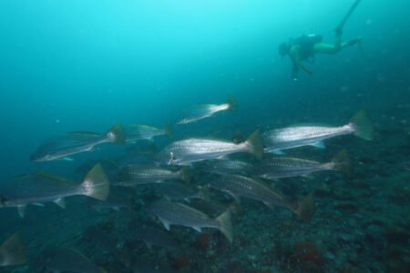 2023.12.09の神子元島　上昇傾向のはずでは？？