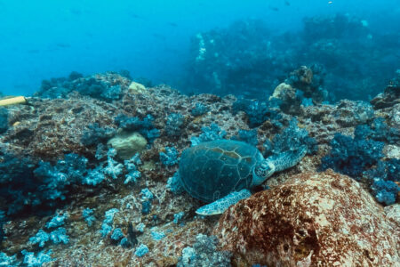 2023.12.24の神子元島 クリスマスだからじゃない?