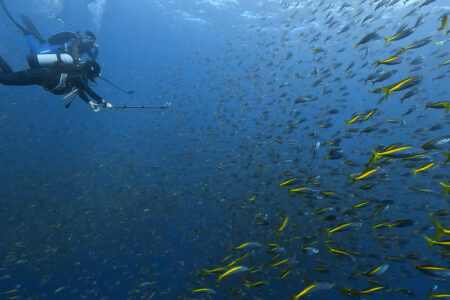 2023.12.19の神子元島　各種魚達が殺到中！