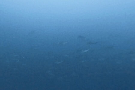 2023.12.29の神子元島 今日も高速ハンマー??