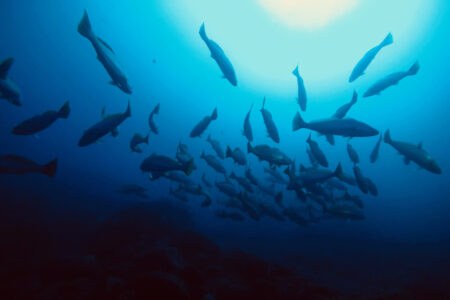 2023.12.30の神子元島 さらに水温アップ⤴️⤴️⤴️