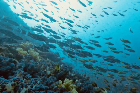 2023.12.28の神子元島 潜り納めはまだ早い!