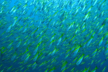 2023.12.06の神子元島　タカベ天国、そして諦めかけたその時！！