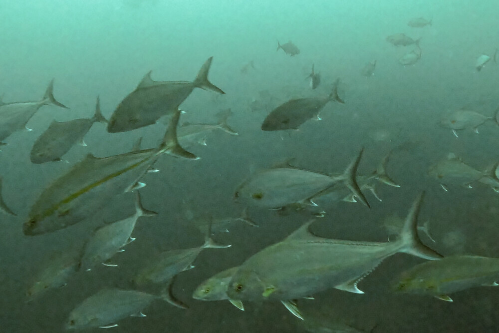 2024.1.31の神子元島　寄れるカンパチ ＞ 寄れないハンマー
