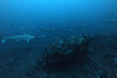 2024.1.2の神子元島　まさかの水温20℃越え！