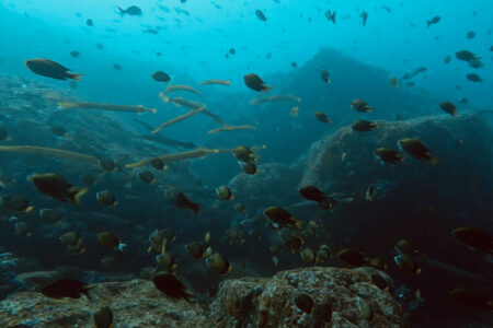 2024.1.8の神子元島　冬の海へ逆戻り！