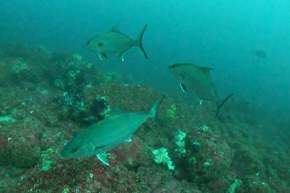 2024.1.29の神子元島 夢か現か幻か・・・
